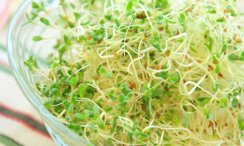 Τι μυστικό κρύβουν τα φύτρα;