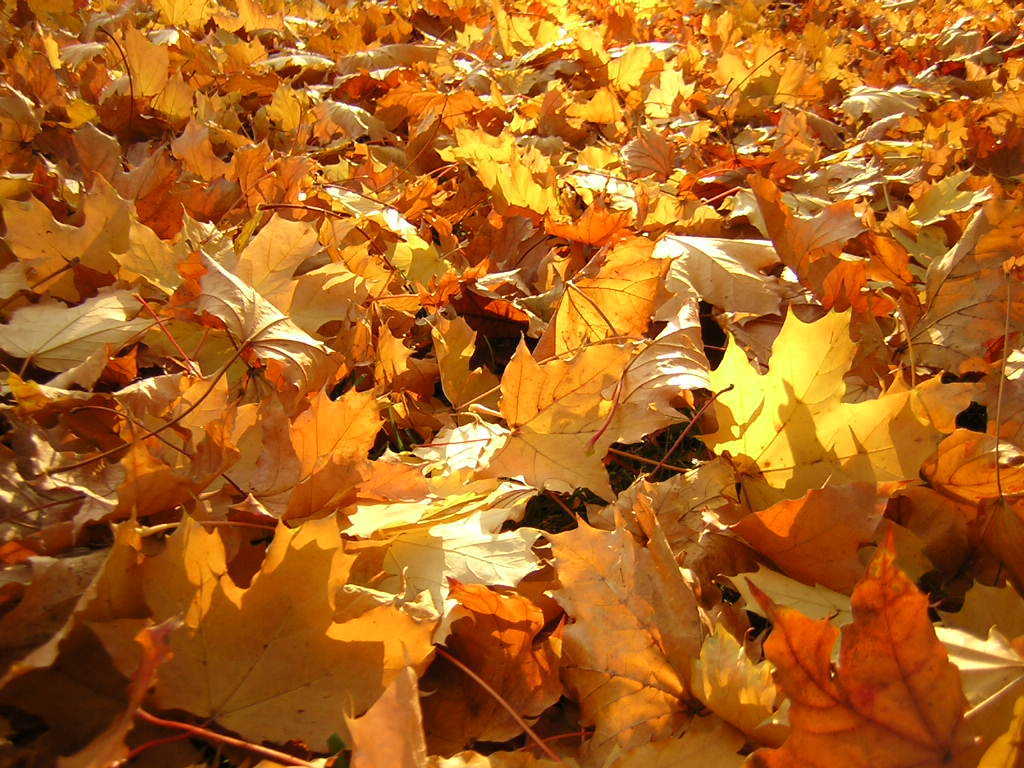 Γιατί κοκκινίζουν τα φύλλα το φθινόπωρο;