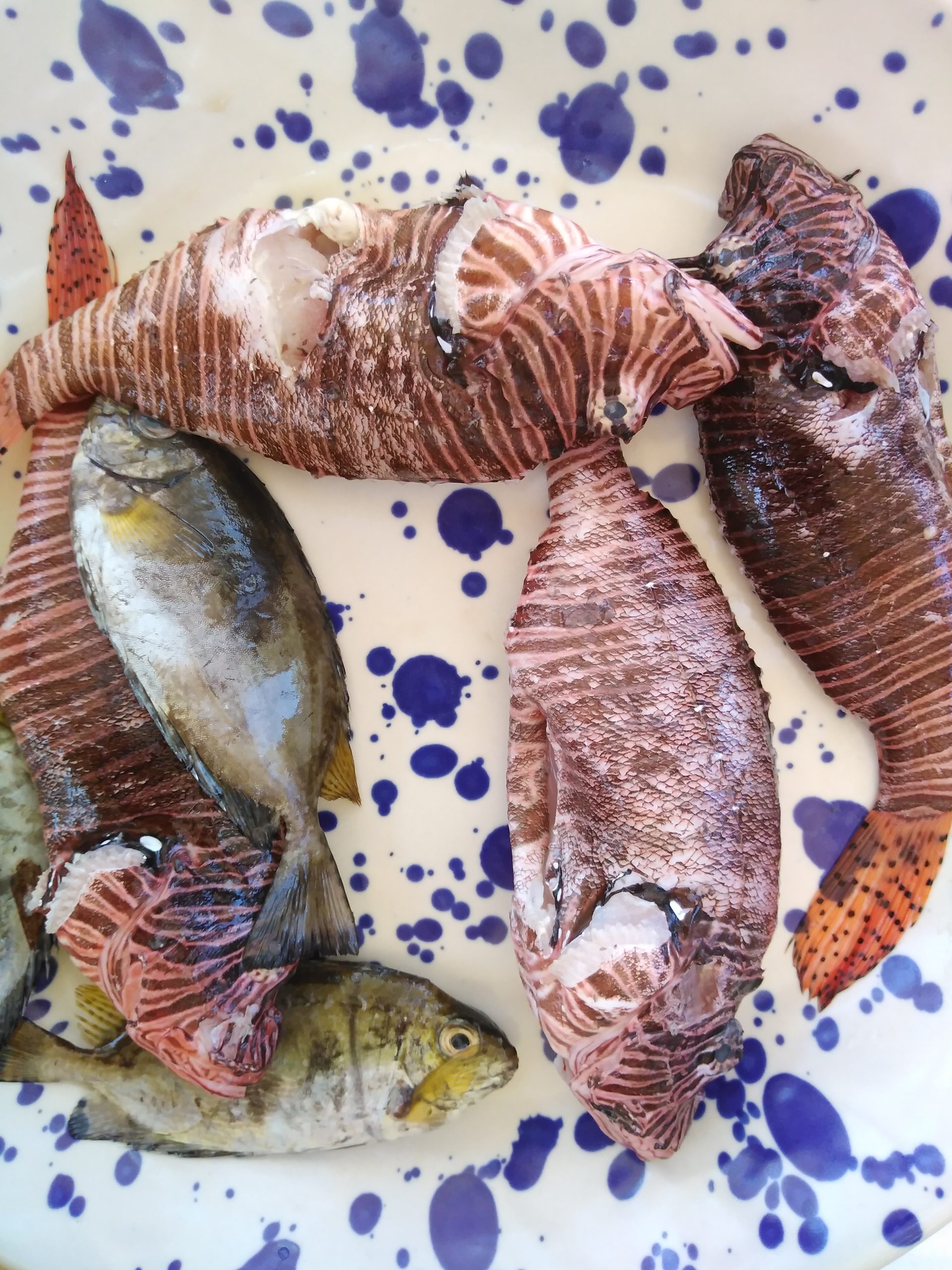 Ψάρια – «εισβολείς» στις ελληνικές θάλασσες μαγειρεύτηκαν συμβολικά στην Σαντορίνη (φώτο)