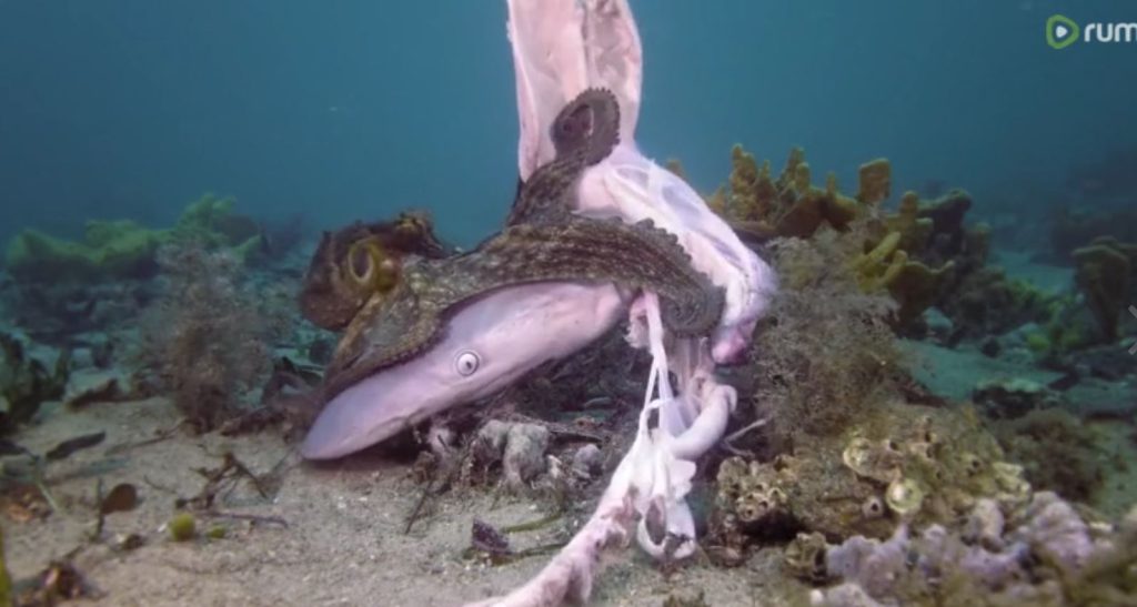 Εικόνες που σοκάρουν! Καρχαρίας πλησιάζει χταπόδι και εκείνο τον κατασπαράζει (βίντεο)