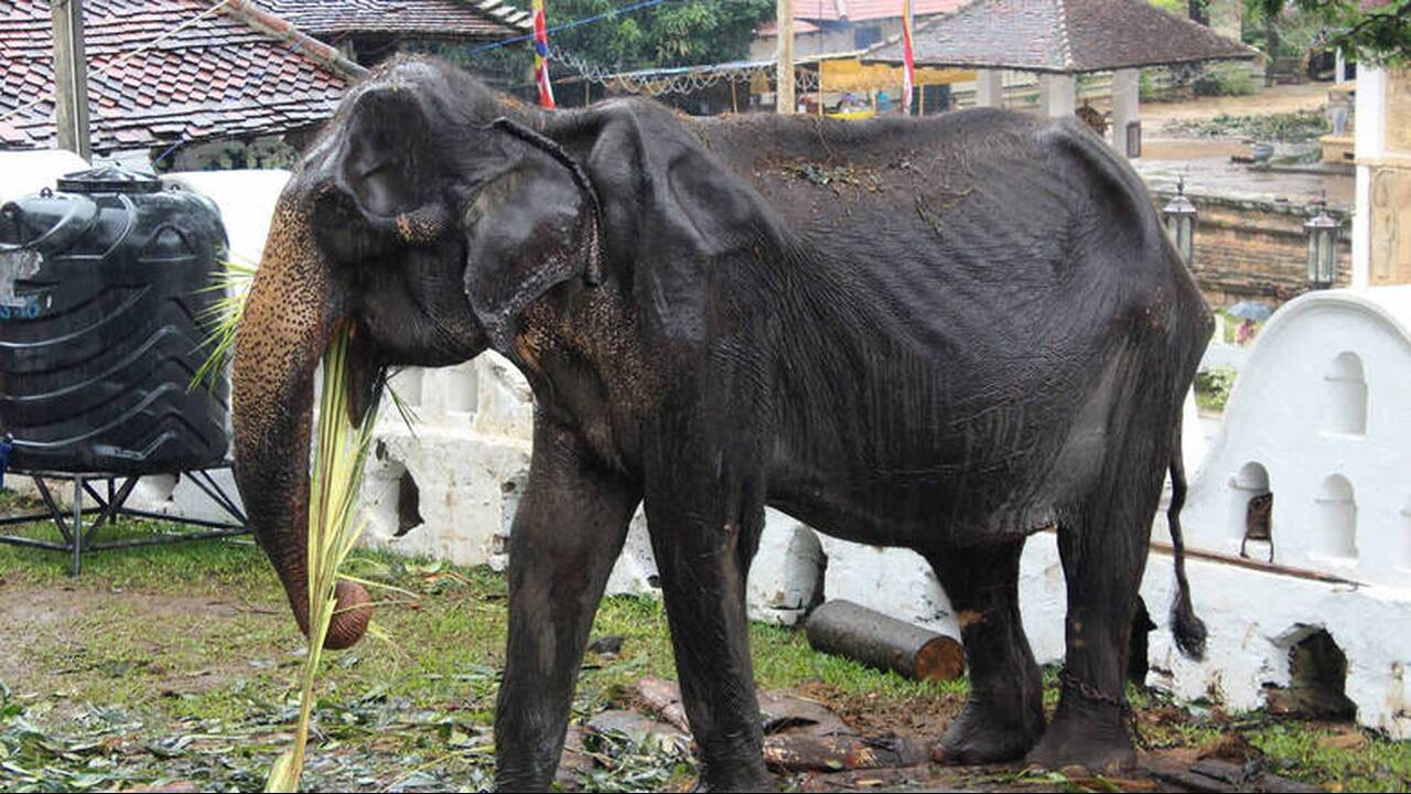 Πέθανε ο αποστεωμένος ελέφαντας που είχε προκαλέσει παγκόσμια αίσθηση (φωτο)