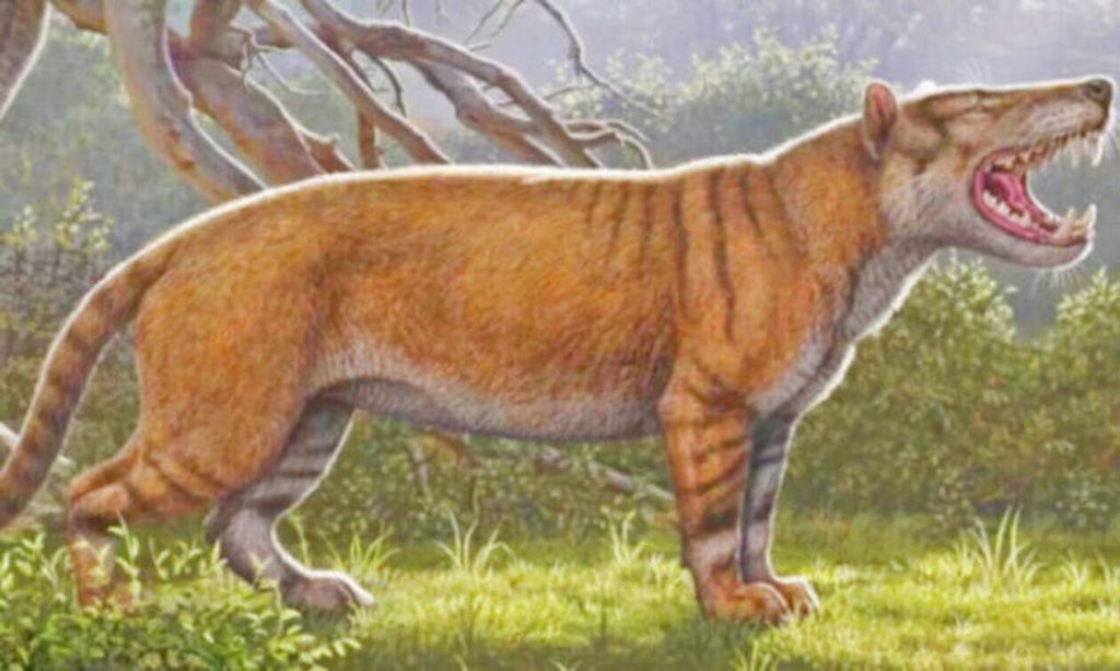 Το μεγαλύτερο λιοντάρι – τέρας που ζύγιζε 1.5 τόνο (βίντεο)