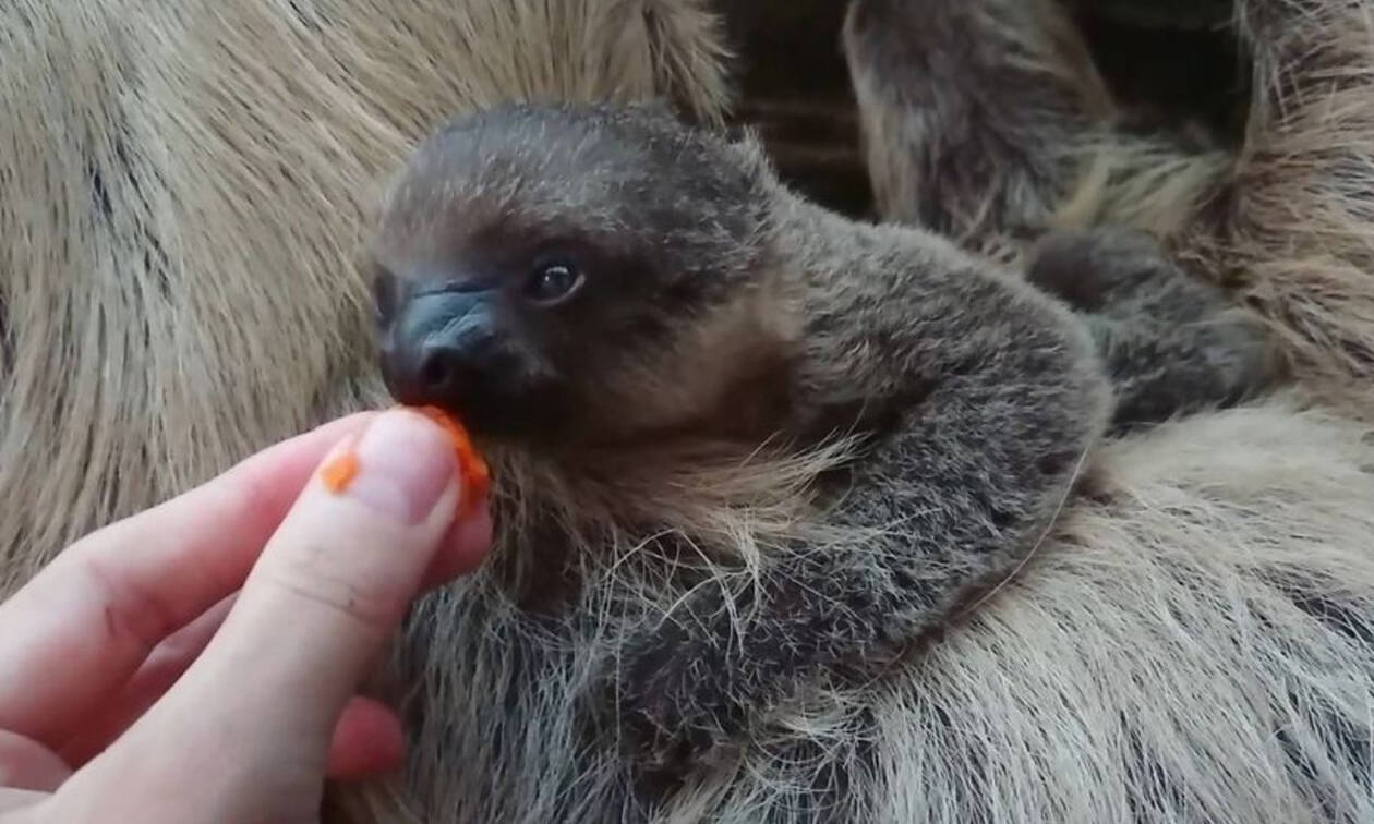 Οι πρώτες στιγμές ζωής ενός βραδύποδα σε ένα βίντεο