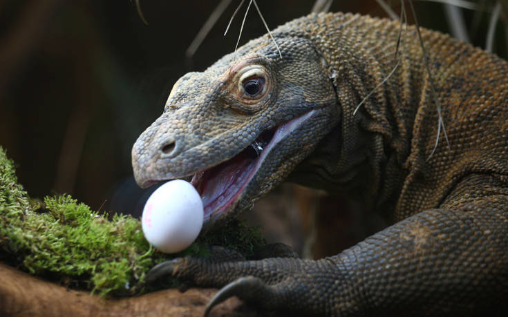 Το μυστικό που κρύβει ο Δράκος του Κομόντο κάτω από τις φολίδες του (βίντεο)