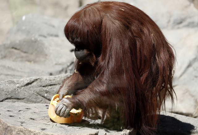 Δικαστική απόφαση-σταθμός δίνει δικαιώματα στα ζώα: Η ιστορία ενός θηλυκού ουρακοτάνγκου