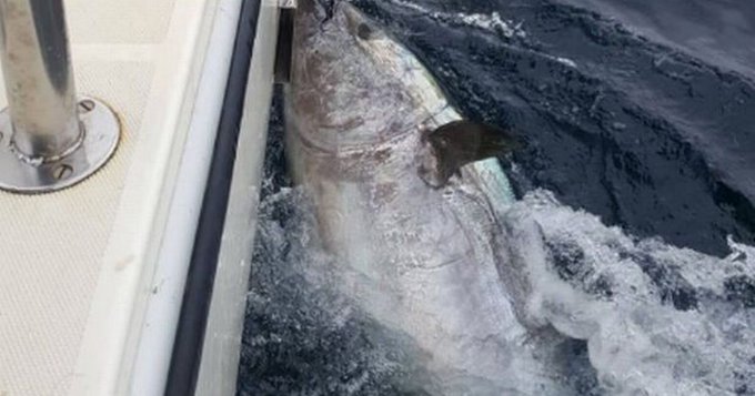 Ιαπωνία: Έπιασαν τόνο – τέρας 2,5μ που ζυγίζει 272 κιλά και θα κόστιζε 3,5 εκατ. ευρώ αλλά… τον ελευθέρωσαν (βίντεο)