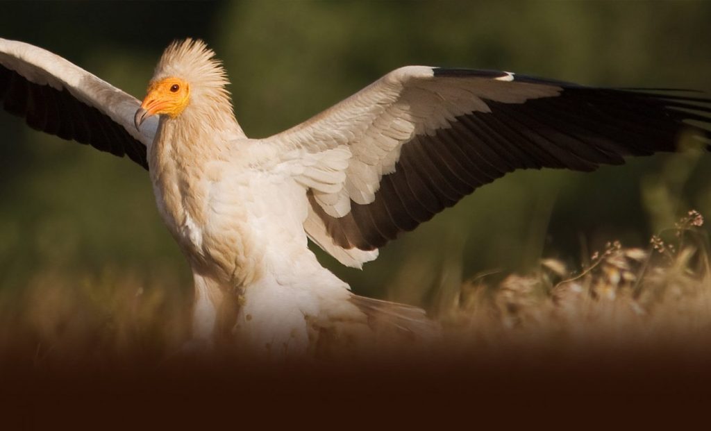 Ο ασπροπάρης γύπας που κατάφερε και πέταξε από Κάρπαθο σε Αλεξάνδρεια σε μόλις 9,5 ώρες