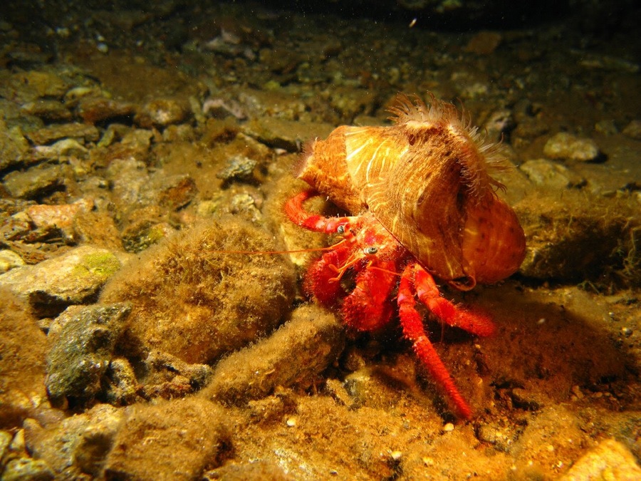 Λάρισα: Φωτογραφίες από την παραλία του δήμου Αγιάς – Μαγευτικός ο βυθός (φωτο)