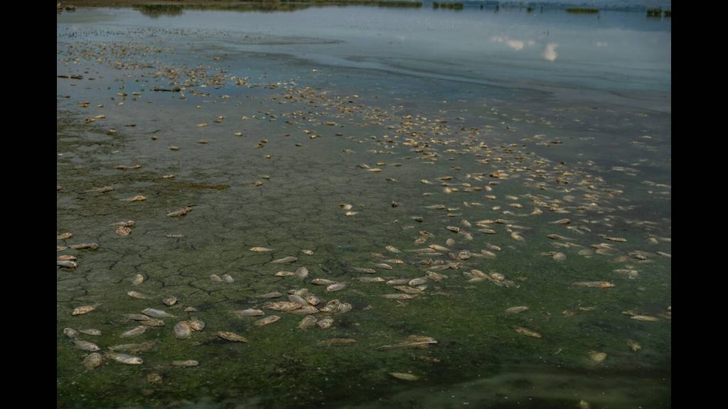 Σε «νεκροταφείο» ψαριών έχει μετατραπεί η λίμνη Κορώνεια (φώτο)