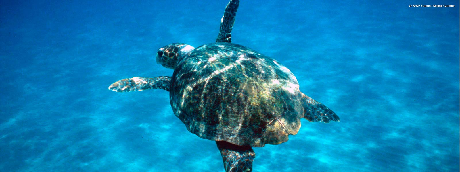 Νεκρή βρέθηκε θαλάσσια χελώνα στη Σαλαμίνα