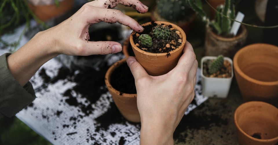 Για τον λόγο αυτό πρέπει να βάζεις λίγο καφέ στις γλάστρες σου