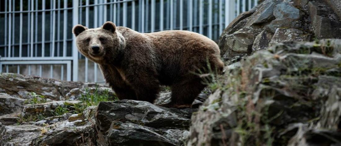 Φλώρινα: Αρκούδα κινείται σε κατοικημένη περιοχή – «Το ζώο έχει παρουσιάσει προβληματική συμπεριφορά»