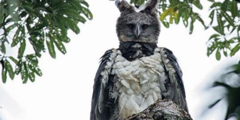 Ο αετός που από μακριά μοιάζει με άνθρωπο ντυμένο με στολή πτηνού (φώτο)