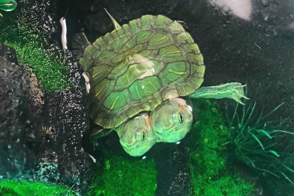 Η σπάνια δικέφαλη χελώνα που έχει «τρελάνει» το διαδίκτυο (φώτο)