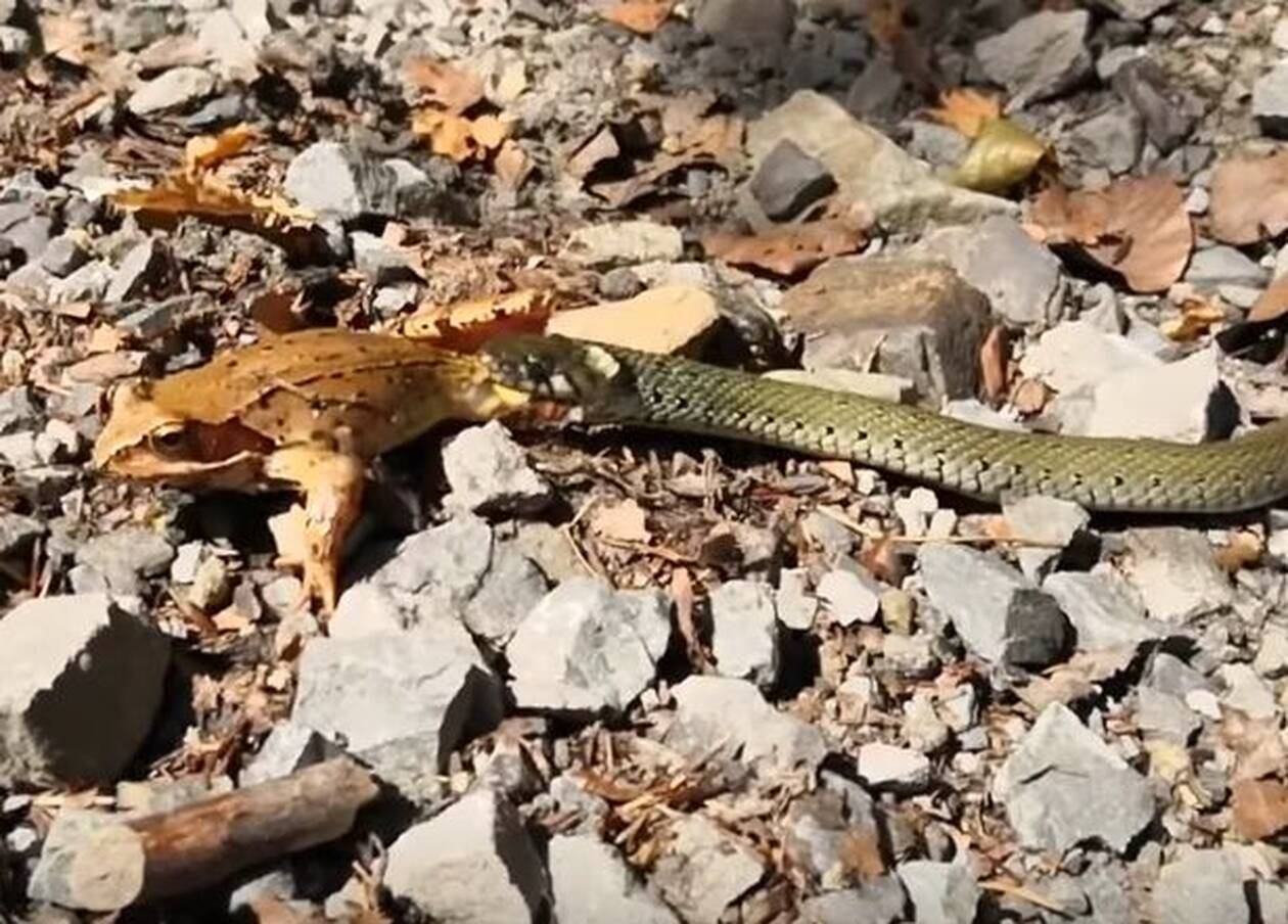 Βάτραχος δίνει σκληρή μάχη για να ξεφύγει από φίδι – Η συνέχεια… απλά σοκαριστική (φώτο-βίντεο)