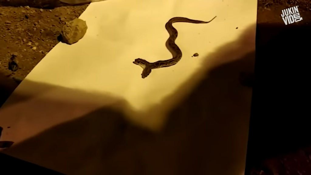 Τα βίντεο που ξεχώρισαν αυτή την εβδομάδα και θα σας κάνουν να γελάσετε με την ψυχή σας