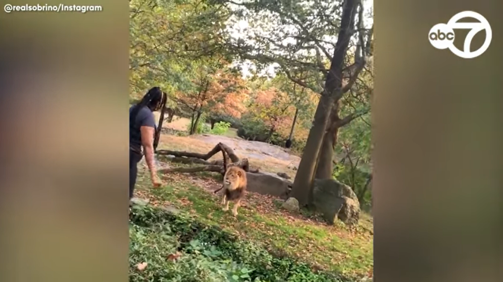 Γυναίκα παίζει τη ζωή της κορώνα γράμματα μπαίνοντας στο κλουβί ενός λιονταριού (βίντεο)