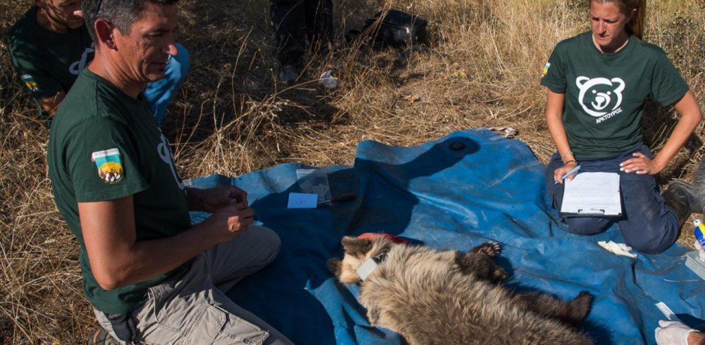 Αρκουδάκι απεγκλωβίστηκε από παράνομη παγίδα σε αμπελώνα στα Τρίκαλα (φώτο-βίντεο)