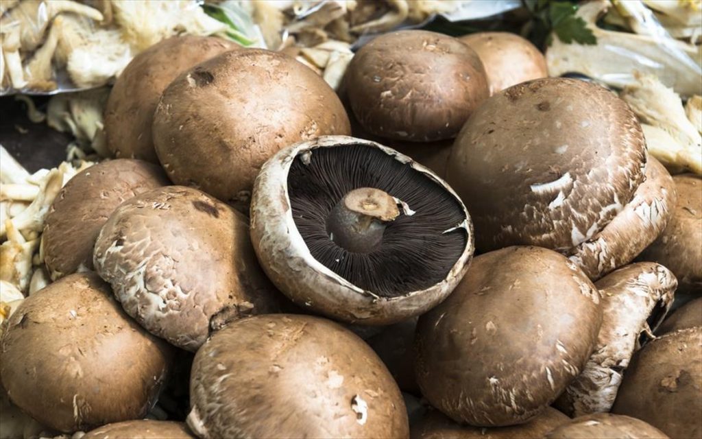 Προσοχή: Αυτά είναι τα πιο δηλητηριώδη μανιτάρια