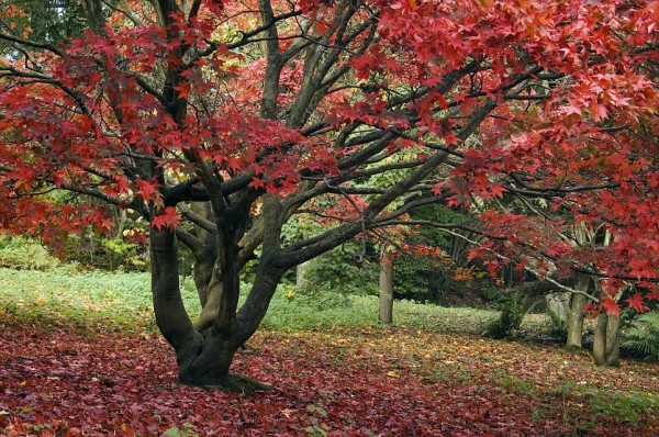 Εσύ το ήξερες; – Γιατί κοκκινίζουν τα φύλλα το φθινόπωρο;