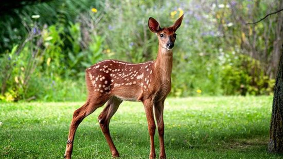 Kατερίνη: Σκότωσαν 4 ελάφια στον δημοτικό κήπο