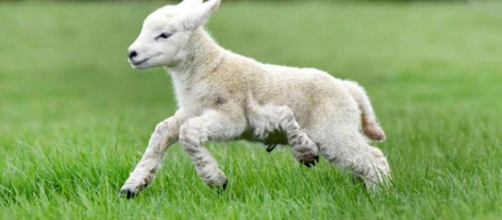 Εντυπωσιακή «μάχη»: Ατρόμητο κατσικάκι «τα βάζει» με ταύρο και… κερδίζει (βίντεο)