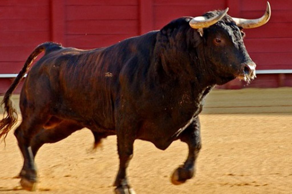 Τρομακτικό βίντεο: Ταύρος ορμάει στο κοινό και «σπέρνει» τον πανικό (βίντεο)