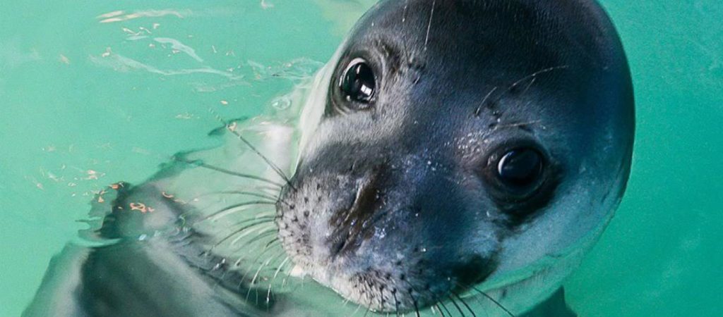 Μοναδικό – Ζωηρή φώκια… βγάζει τον αναπνευστήρα δύτη (βίντεο)