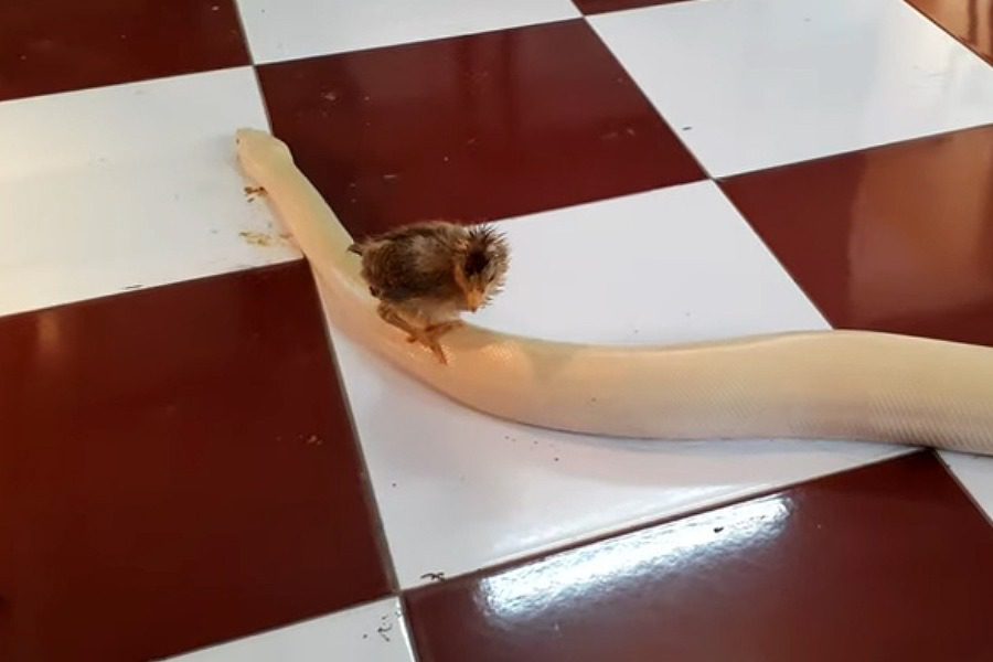 Κοτοπουλάκι βολτάρει ανενόχλητο στη πλάτη ενός πύθωνα (βίντεο)