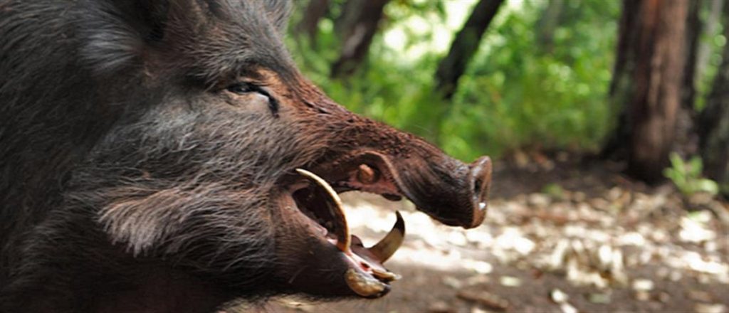 Το αγριογούρουνο «υβρίδιο» που σπέρνει τον τρόμο στην Ελλάδα – Συγκροτούνται συνεργεία…  καταδίωξης (βίντεο) (upd)
