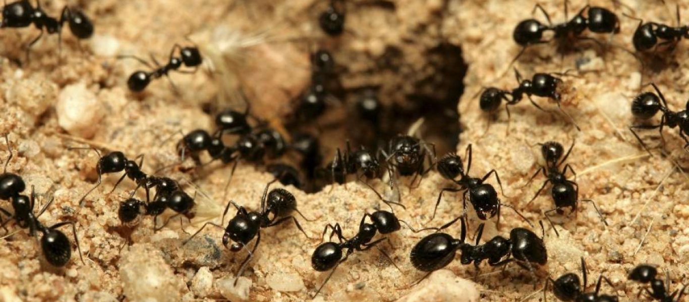 Πώς να διώξετε τα μυρμήγκια από κάθε σημείο στο σπίτι