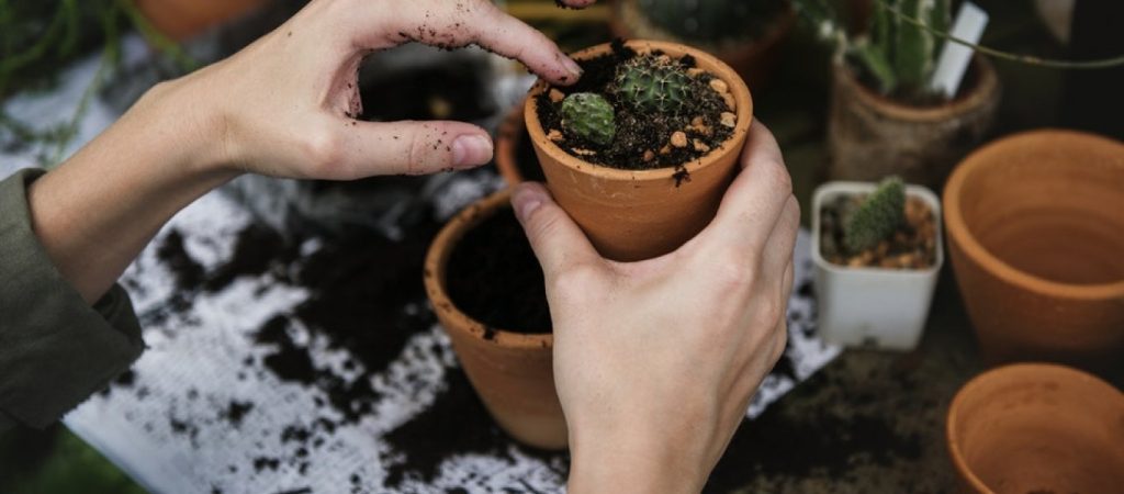 «Ποτίστε» τις γλάστρες σας με… καφέ και θα μείνετε έκπληκτοι