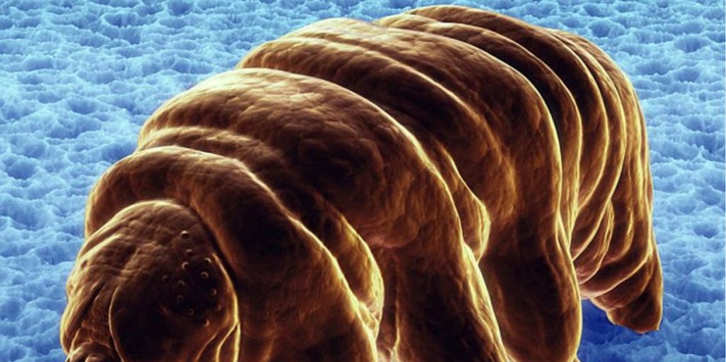 Οι «θαλάσσιες αρκούδες» μπορούν να επιβιώσουν ύστερα από ακτινοβολία και ραδιενέργεια