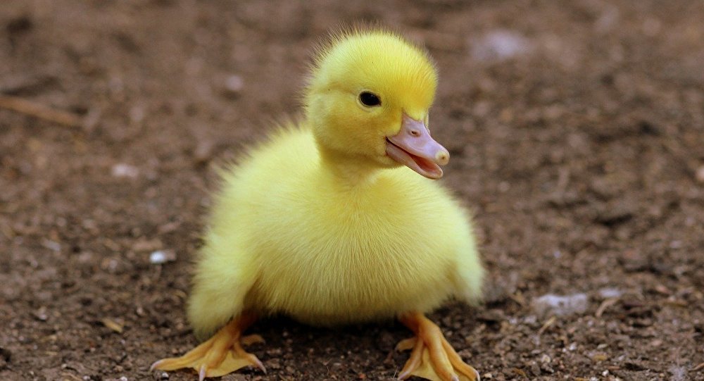 Κοτόπουλο κοιμάται ενώ τον χαϊδεύει ανθρώπινο χέρι (βίντεο)