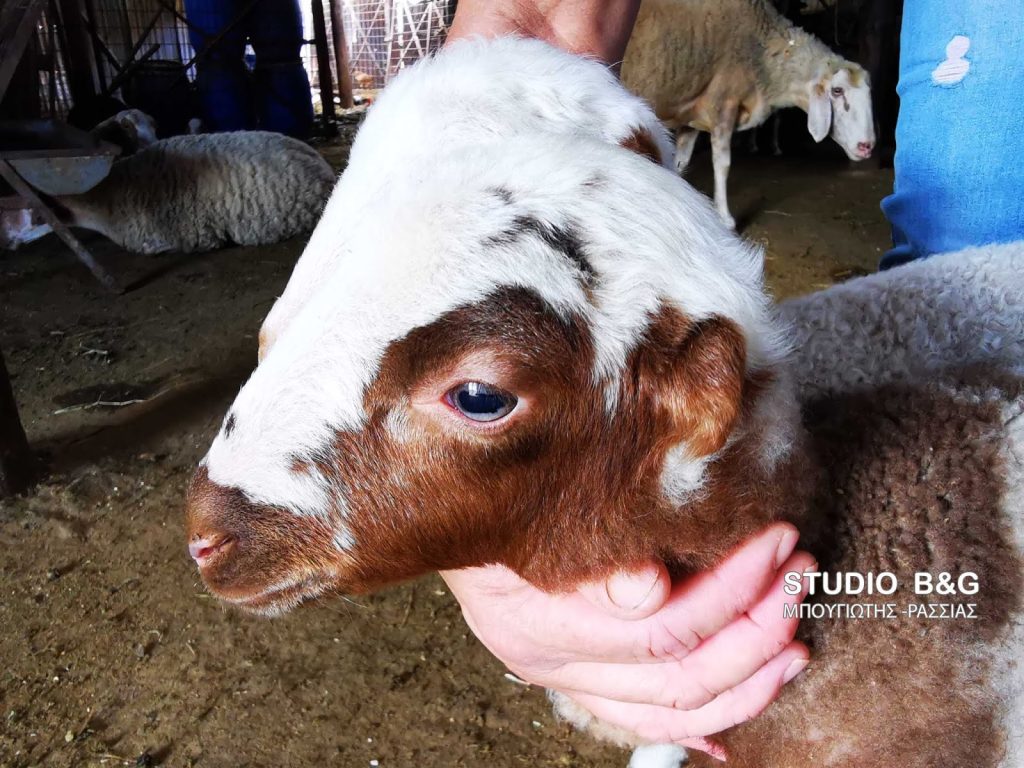Γεννήθηκε αρνάκι χωρίς αυτιά στο Ναύπλιο (βίντεο)