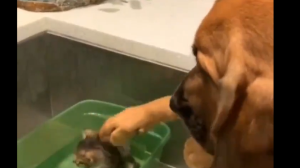 Ποιος λέει ότι μαλώνουν – Σκύλος χαϊδεύει νεογέννητο γατάκι που έχει «παγιδευτεί» σε νερό (βίντεο)
