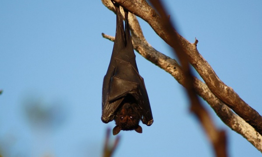 Εσείς μπορείτε να εντοπίσετε τη νυχτερίδα σε αυτή τη φωτογραφία; – Ο μέσος άνθρωπος χρειάζεται 15 δεύτερα (φωτο)