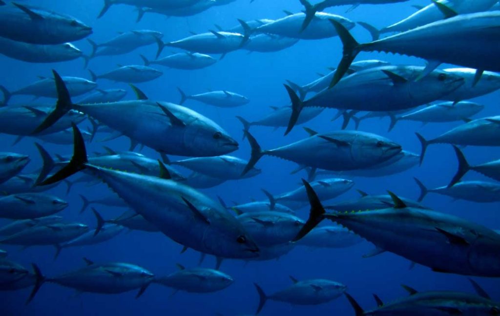 Στο «σφυρί»… 38 τόνοι ψαριών που κατασχέθηκαν στην Κρήτη – Τεράστια πρόστιμα απο το Λιμενικό