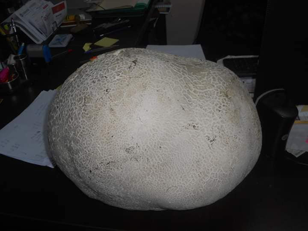 Γρεβενά: Εντοπίστηκε μανιτάρι-γίγας 11 κιλών (φώτο)