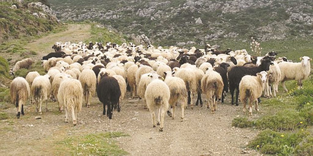 Λάρισα: Του έκλεψαν όλο το κοπάδι – Άφωνος ο βοσκός