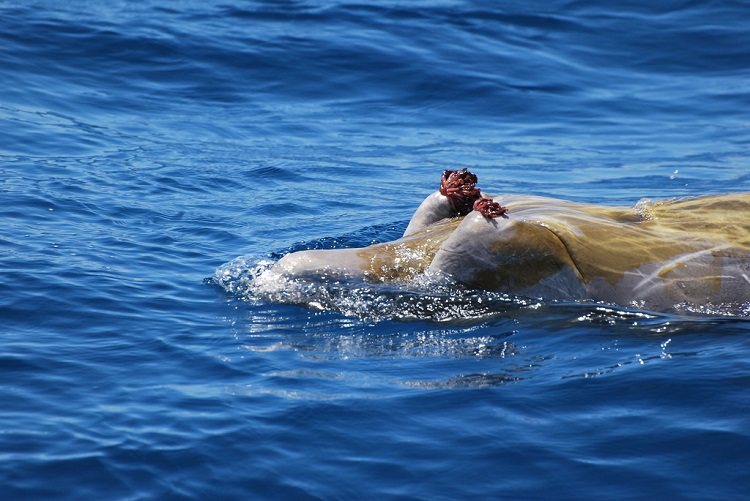 To πιο σπάνιο είδος φάλαινας καταγράφηκε για πρώτη φορά σε βίντεο – Εντυπωσιακές εικόνες (βιντεο)