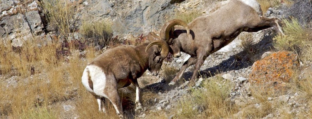 «Κονταροχτυπήθηκαν» κριάρια στο Αγρίνιο (βίντεο)