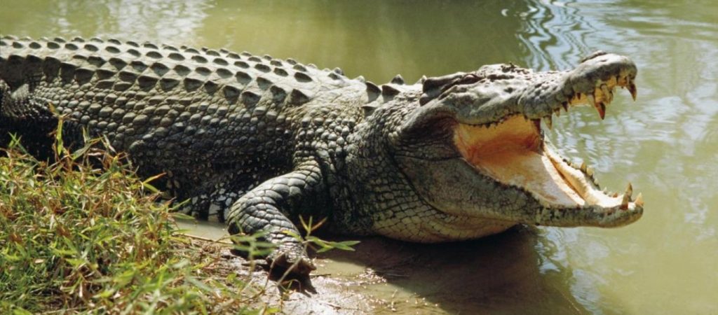 Σου «κόβεται» η ανάσα – Κροκόδειλος επιτίθεται σε γυναίκα μέσα σε πισίνα (βίντεο)