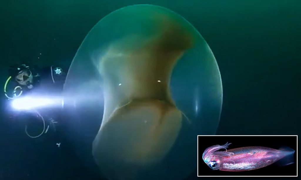 Υποθαλάσσιο θέαμα: Σάκος αυγών τεραστίων διαστάσεων με χιλιάδες μωρά καλαμάρια (βίντεο)