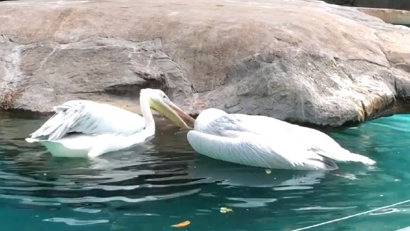 Μοναδικό – Πελεκάνος προσπαθεί να επαναφέρει στη ζωή τον νεκρό φίλο του σε ζωολογικό κήπο (βίντεο)