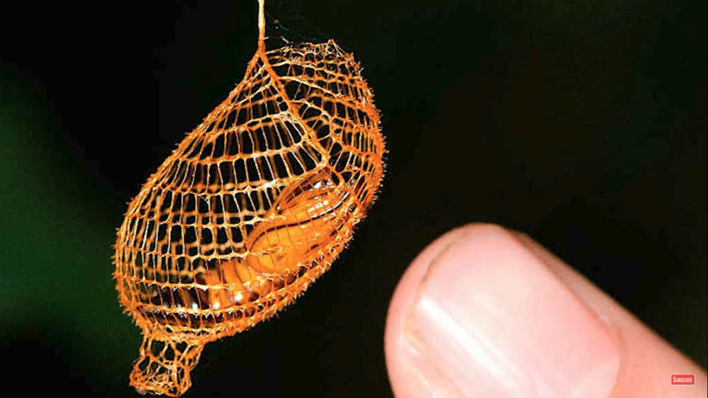 Τα 10+2 πιο περίεργα πράγματα που έχουν βρεθεί σε ζούγκλες (βίντεο)