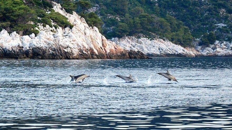 Εύβοια: Πρωινά… «παιχνίδια» έκαναν δελφίνια