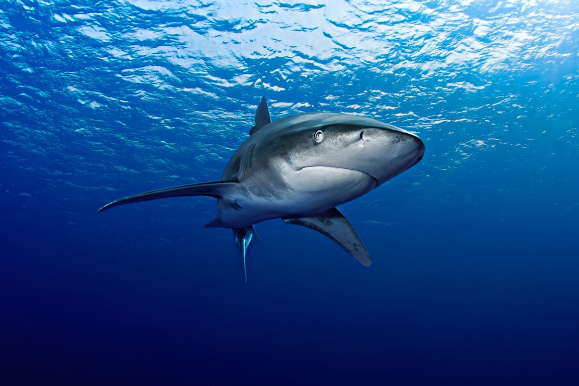 Καρχαρίες: Ποιοι ζουν στα ελληνικά ύδατα και πόσο μας απειλούν