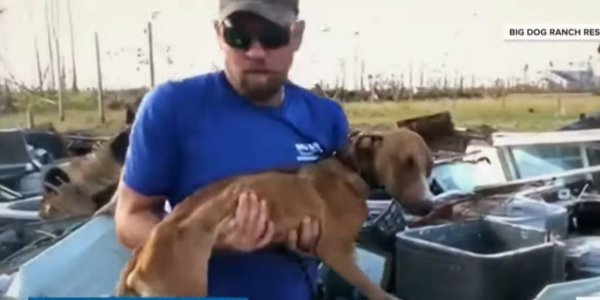 Τυφώνας Ντόριαν: Σκύλος βρέθηκε ζωντανός μετά από τρεις εβδομάδες (βίντεο)