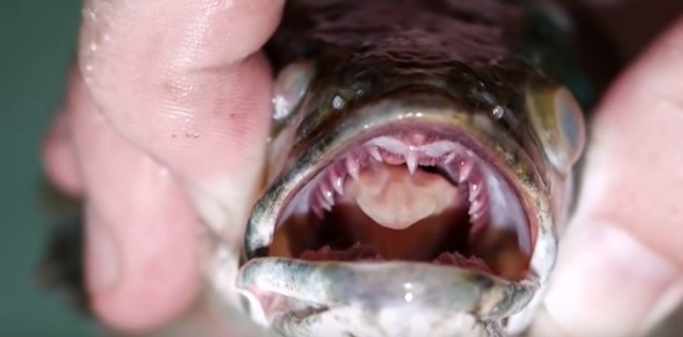 Ψαράς έπιασε φιδοκέφαλο ψάρι και έσπειρε τον πανικό (βίντεο)